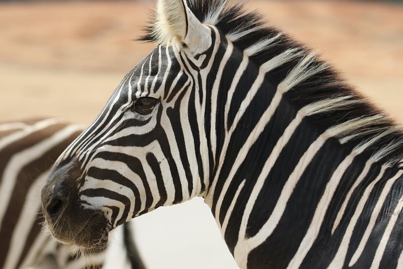 Game Drive