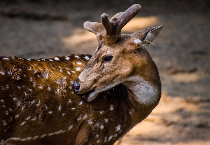 Wildlife Excursion